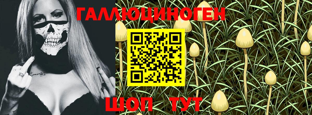Галлюциногенные грибы Psilocybe Сосновый Бор